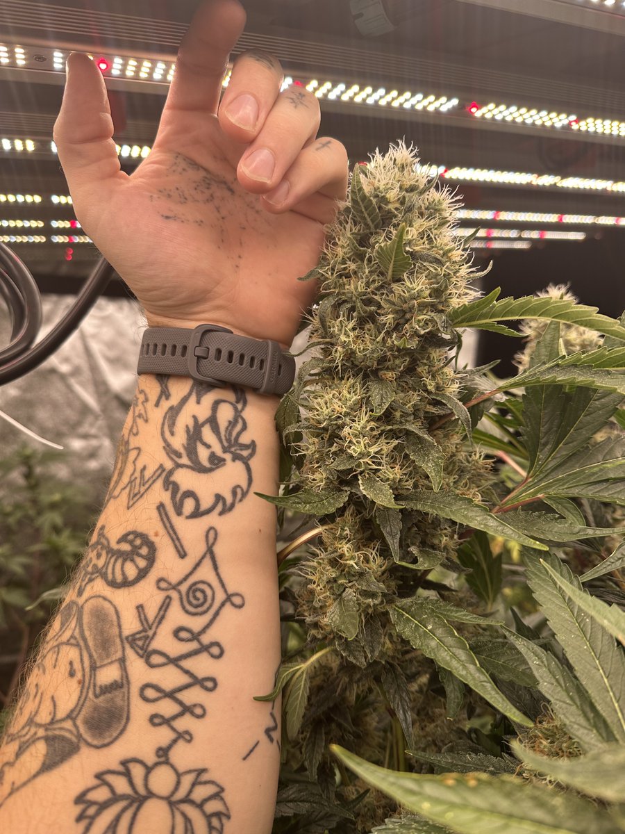 #spiderfarmerG1000W makin some NUG