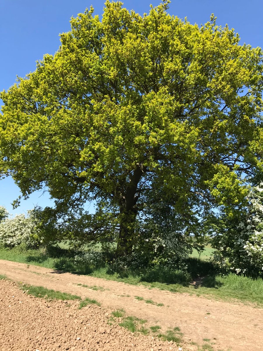 's tweet image. Sad news Amazon have confirmed that they are soon to start building their huge warehouse on Melton Fields. This veteran oak tree and ancient hedgerow, home to lots of birds and wildlife, will be cut down and covered in concrete. Just so people can get more ‘stuff’ 😢