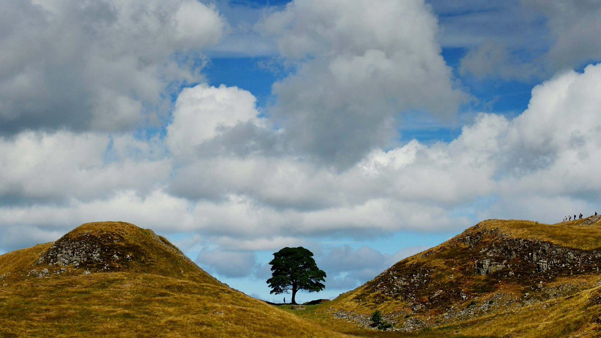 Devastating news: The famous Northumberland landmark at Sycamore Gap on Hadrian's Wall, celebrated for its role in 'Robin Hood: Prince of Thieves,' deliberately felled by a heartless vandal. 💔🌳 

#SycamoreGap #HadriansWall #CulturalLoss #northumberland #robinhood