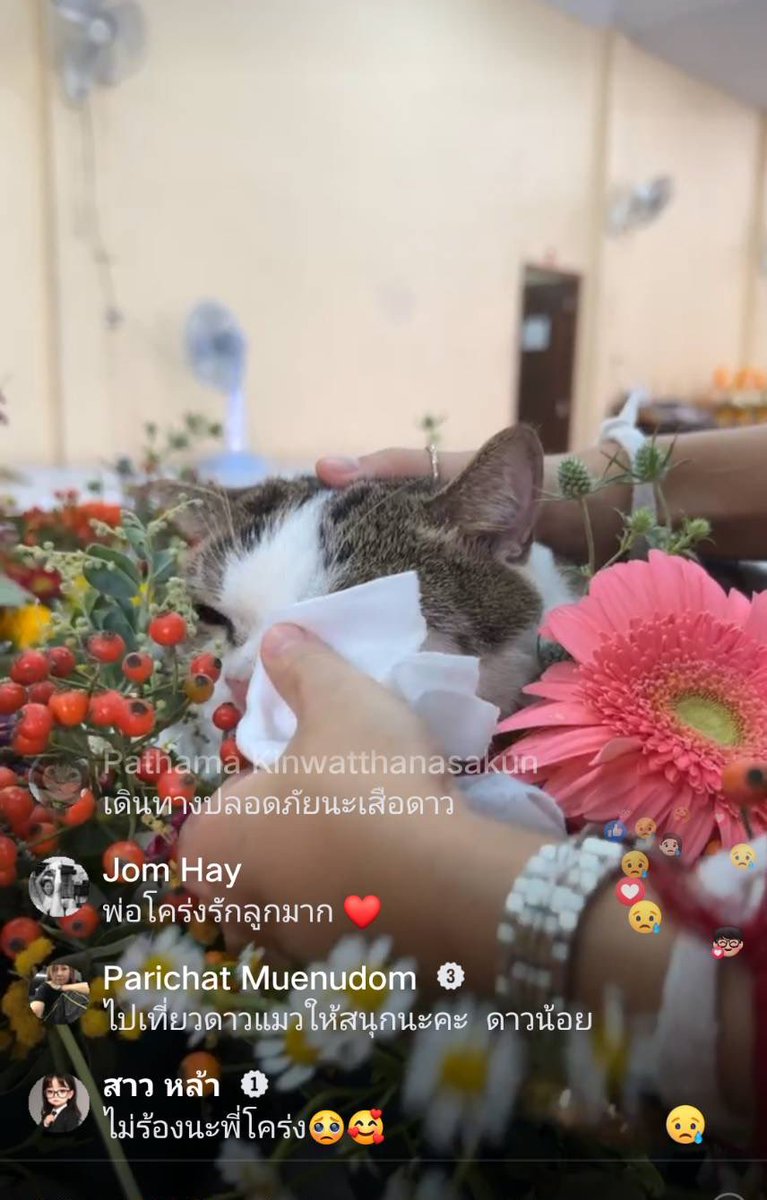 thesmilingpoyd's tweet image. วันนี้กูด่าต่อเลยนะล่าสุดน้องตายแล้ว ยังเอาน้องมาทำคอนเทนท์จัดงานศพเอาพ่อน้องมาวางบนตัวน้อง บิ๊วว่าพ่อน้องน้ำตาไหลคือไรแมวมันไม่ร้องไห้เพราะอารมณ์แบบมนุษย์ แมวน้ำตาไหลมันแพ้หรือระรายเคืองไรสักอย่าง ไม่แพ้เกสรดอกไม้ก้น้ำยาฉีดศพ อีดอกหาแดกกับแมวได้ทุกนาทีชีวิตแมว