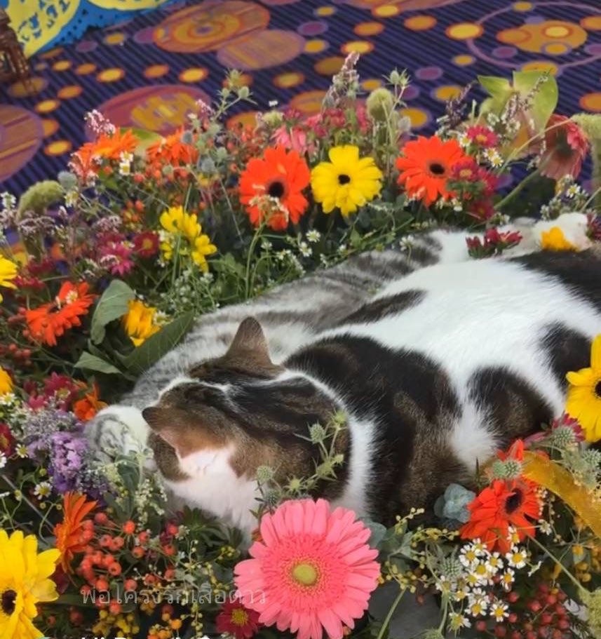 thesmilingpoyd's tweet image. วันนี้กูด่าต่อเลยนะล่าสุดน้องตายแล้ว ยังเอาน้องมาทำคอนเทนท์จัดงานศพเอาพ่อน้องมาวางบนตัวน้อง บิ๊วว่าพ่อน้องน้ำตาไหลคือไรแมวมันไม่ร้องไห้เพราะอารมณ์แบบมนุษย์ แมวน้ำตาไหลมันแพ้หรือระรายเคืองไรสักอย่าง ไม่แพ้เกสรดอกไม้ก้น้ำยาฉีดศพ อีดอกหาแดกกับแมวได้ทุกนาทีชีวิตแมว