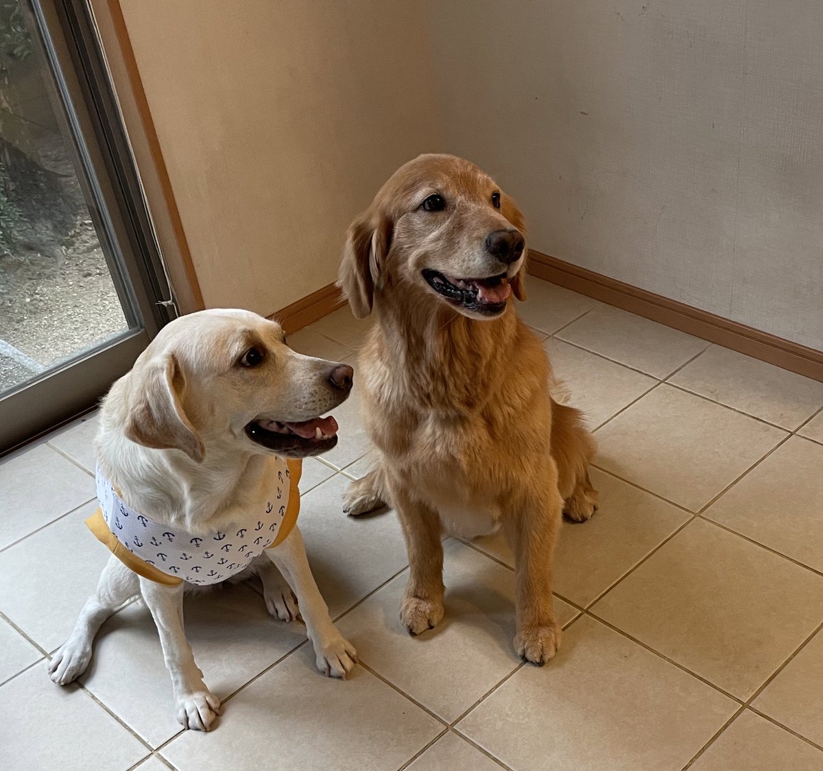 久しぶりにお友達と遊べたよ〜大きい子から小さい子まで、みんな仲良しです😊
 #ワン友  #公園友達  #犬すき  #みんな仲良く