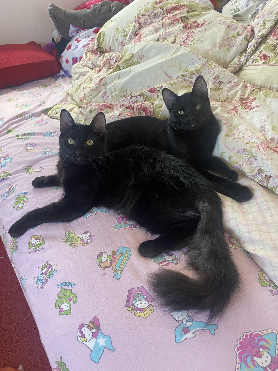 bluekittylemon's tweet photo. Good meowrning! Waking up to our tiny stares and playful paws is always a bundle of joy! 🐾 We hope your day is as delightful and fun-filled as our playful antics! 🖤 #MorningCuteness #KittenAntics #blackcatsoftwitter https://t.co/o0ivoFs1jd