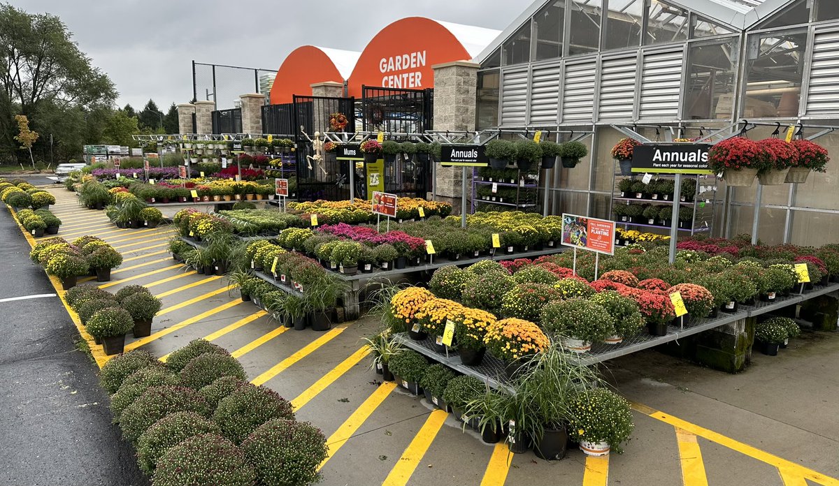 AmillerBell's tweet photo. Mums, Mums, Mums galore and plenty more in 4120! What a beautiful garden center! Great job Matt &amp; Maureen! https://t.co/eMKn77I54f