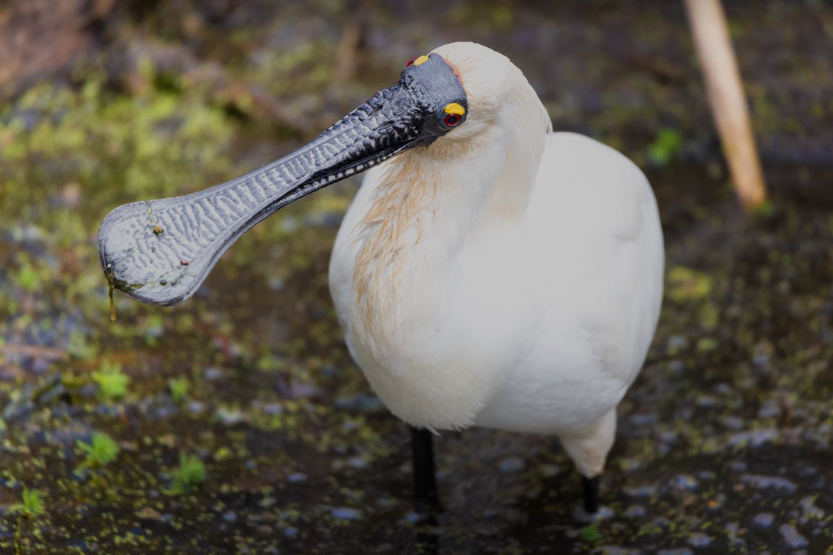 Royal spoonbill in Australia saying G'day.   #spoonbill #Birdland #BirdTwitter #BirdsSeenIn2023 #birds #BirdGang #BirdofTheYear #birdwatching #BirdsOfTwitter #Canon #canonphotography #wildlifephotography #NaturePhotography