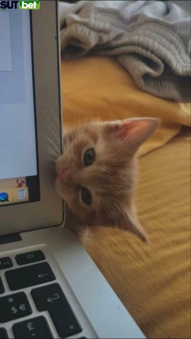 Out Of Context Animals (@cntxtanimai) on Twitter photo 