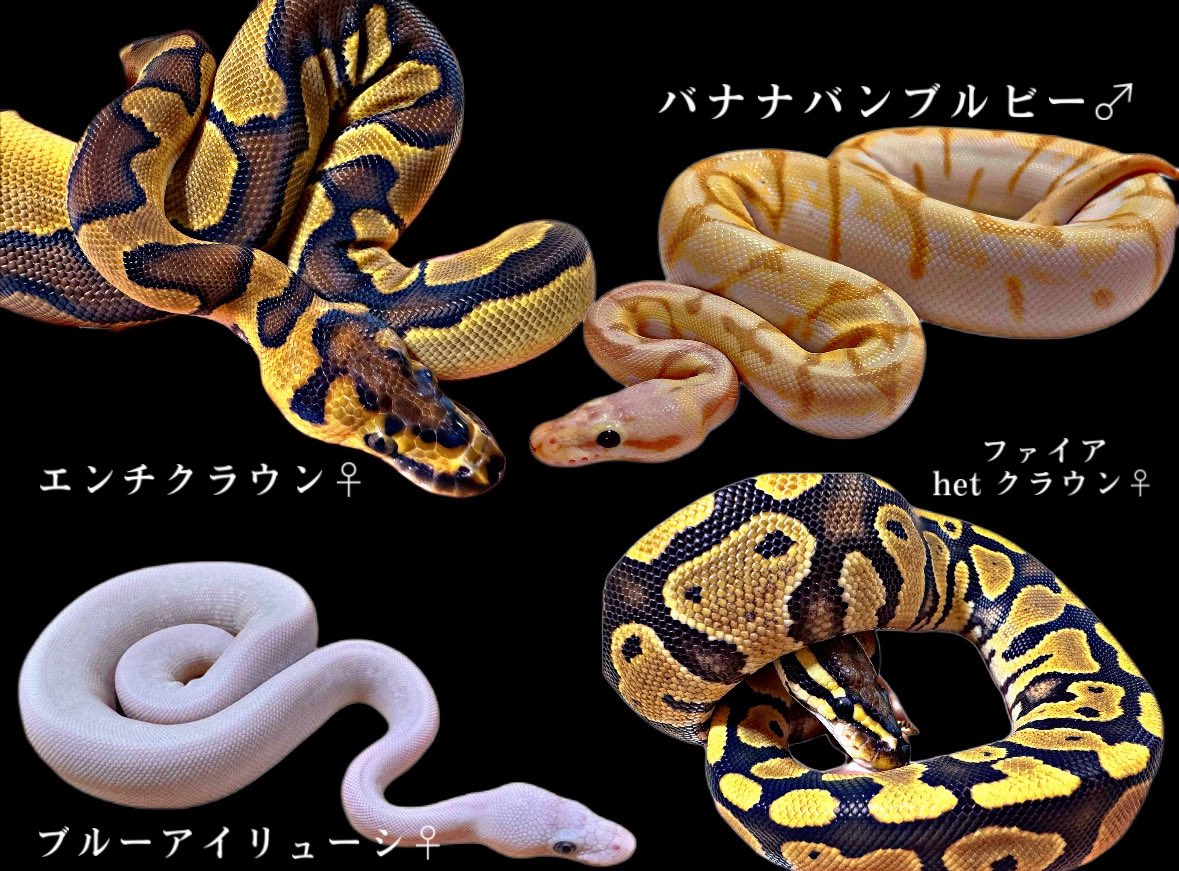 ballpython0822's tweet image. なんか図鑑みたいになった😅
我が家のボール達です🏡