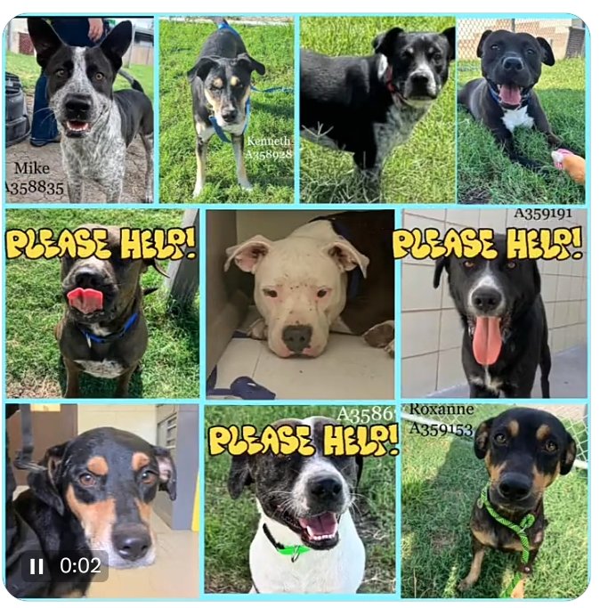 rothfarms's tweet photo. 🚨 HELP! 🆘 LOW pledges mean they DIE TOMORROW🖤😫 Click ID # to view pups info 👇
Kenny #A358928
Jerry #A359263
Star #A358673
Collin #A359172
Mike #A358835
Cajun #A359367
Inky #A359191
Felicity #A359290
Roxy #A359153
Glenn #A359269
@ccacsrescues@cctexas.com
📞 361-826-4630 https://t.co/QKCeoeglsA