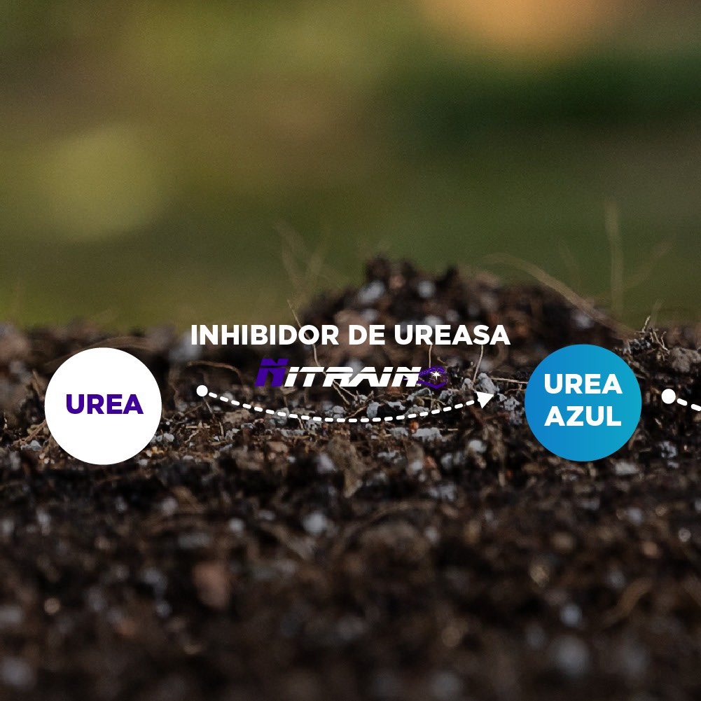 ➡️ El inhibidor de ureasa por excelencia en Argentina es Nitrain.
📈 Aumentá la eficiencia del uso del nitrógeno con este poderoso fertilizante y lográ potenciar la rentabilidad de tus cultivos.
.
#NutrienAgSolutions #MásNutrienParaVos
