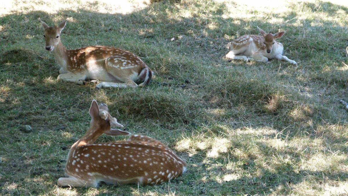 Eugénie Bonnafous tweet media