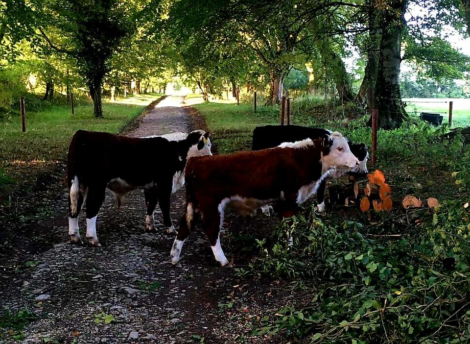 Three little boys went run about today!!!! Rascals as Mum would say.

#Mountbriscoeorganicfarm
#organic #farming 
#OrganicSeptember