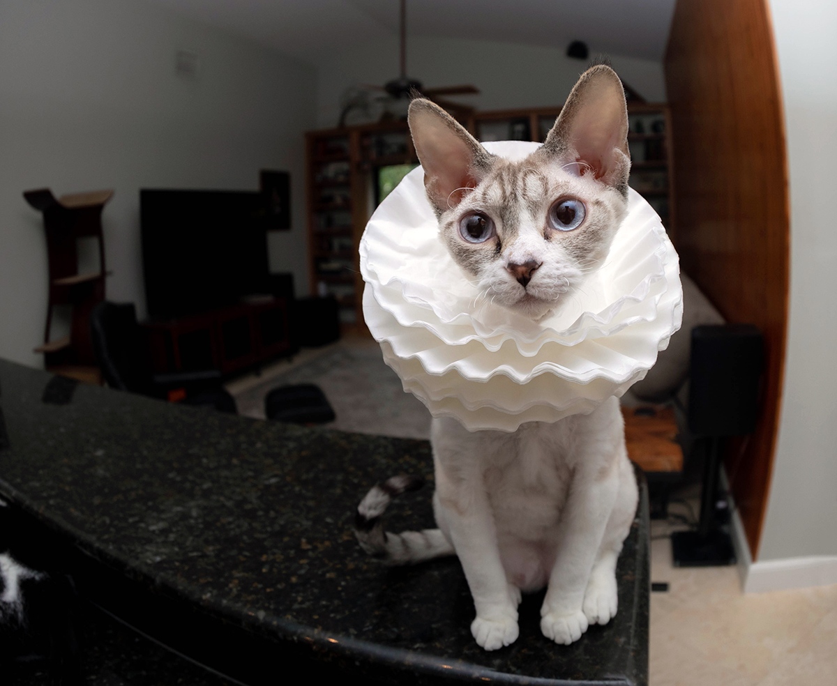 therockstarcat's tweet image. i heard using a filter can make you look even better! 

#CatsofX #DevonRex #funnycats