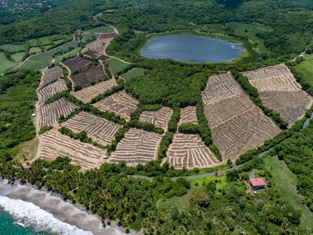 Freshly harvested. Perhaps our most majestic farm, Lake Antoine, just after the cane has been brought in.