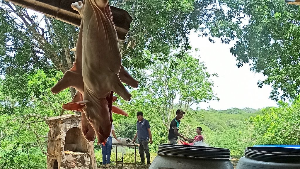 crperezalfaro's tweet photo. Voy a invitar a Ani y a Luchy a comer Cochinillo Segoviano. https://t.co/za9C549gwM