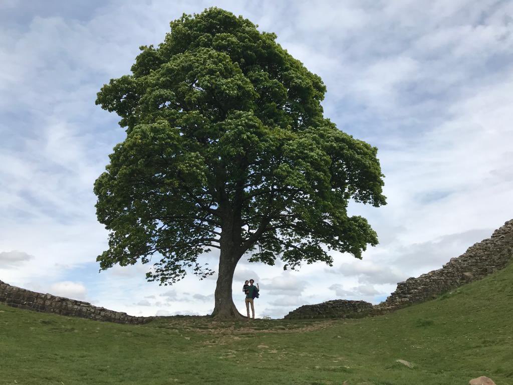 I cannot fathom why anyone would want to fell #SycamoreGap There is no justification. My brain cannot compute it..

What on Earth will be left for the next generation if folk in society act in this way?