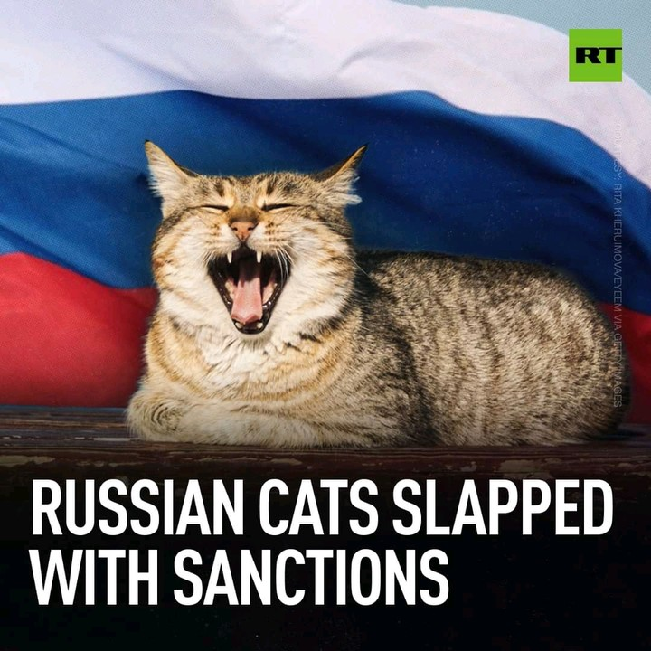 🐈 Katoshi Katamoto tweet media