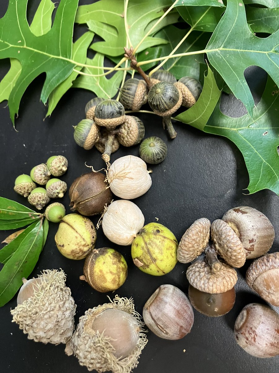 My pockets are full this time of year. This is from a walk yesterday around <a href="/ohiou/">Ohio University</a> Athens campus. Can you identify them all?
<a href="/PBIO_OhioU/">Env & Plant Biol</a> <a href="/OhioEcoEvo/">Ohio Center for Ecological & Evolutionary Studies</a>