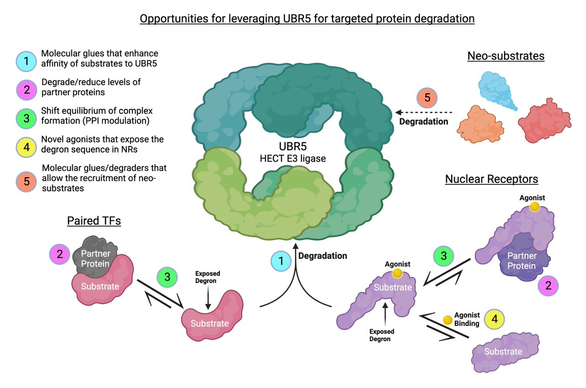 Foghorn Therapeutics tweet media