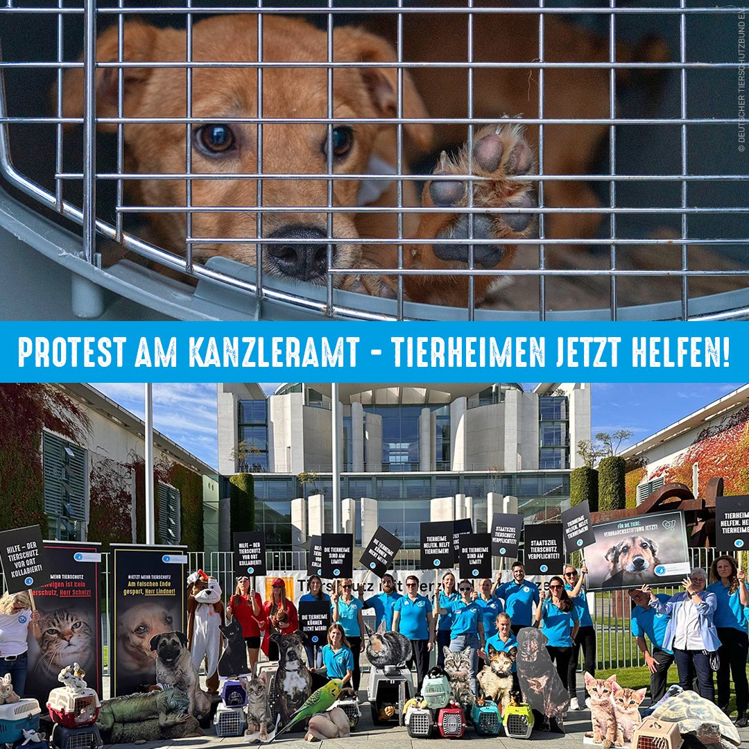 tierschutz_bund's tweet photo. #Tierschutzvereine leben von Tierliebe & selbstlosem Engagement. Das wurde in den letzten Jahren missbraucht. Kommunen entlohnen die Fundtier-Betreuung zu Dumpingpreisen, #Tierheime müssen exotische Tiere & Welpen aus illegalem Handel aufnehmen, weil es keine Regulierung gibt. 👇 https://t.co/00WZgFg6Cr