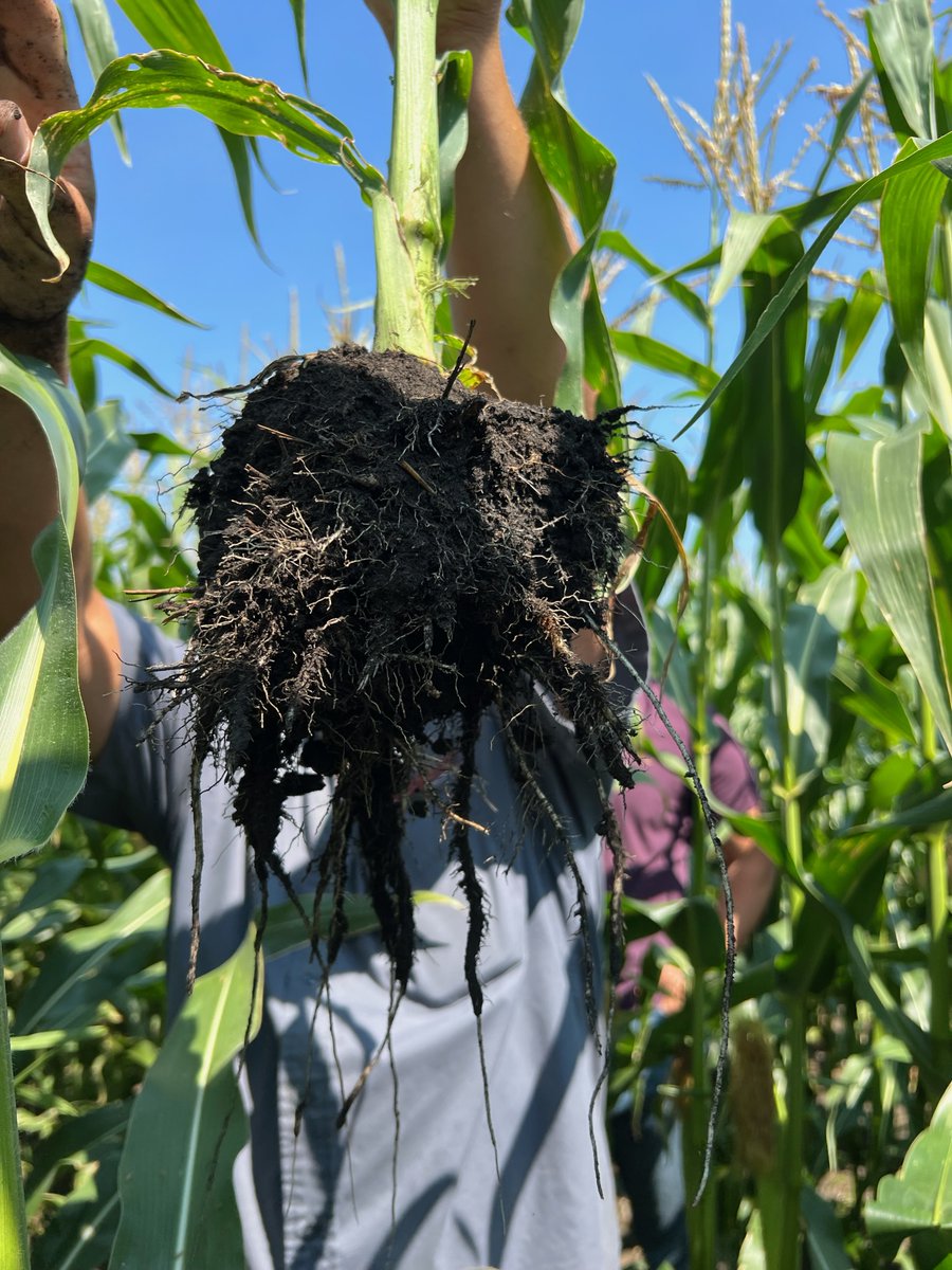 AdvancedAgTech's tweet photo. Soil is your most valuable asset.

Adopting proper biologicals on your farm can yield a significant return on investment.

ACF-SR enhances productivity and profitability on your farm 🌾📈

#agriculture #biotech #cropyield #soilhealth #farming #ag #agronomy #biologicals https://t.co/3bLfzvtgjR