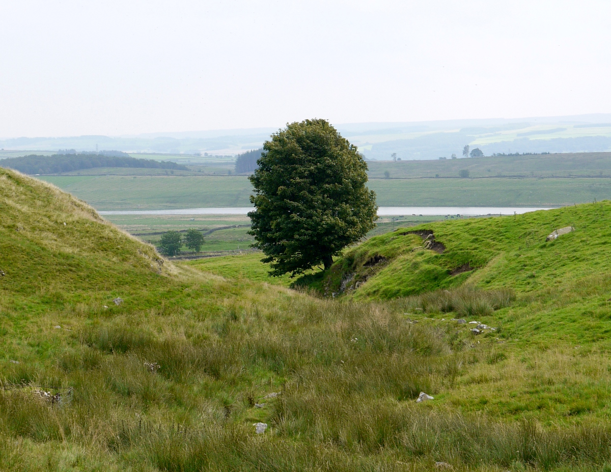 TheStreetTree's tweet photo. 1/3 In the light of Sycamore Gap, is it time to rethink our relationship with the great sycamore maple, a species often maligned for perceived lack of biodiversity (a myth), it’s propensity to seed itself freely causing gardeners to curse its fecundity, and for being ‘non-native’ https://t.co/EAknNQ2SmM