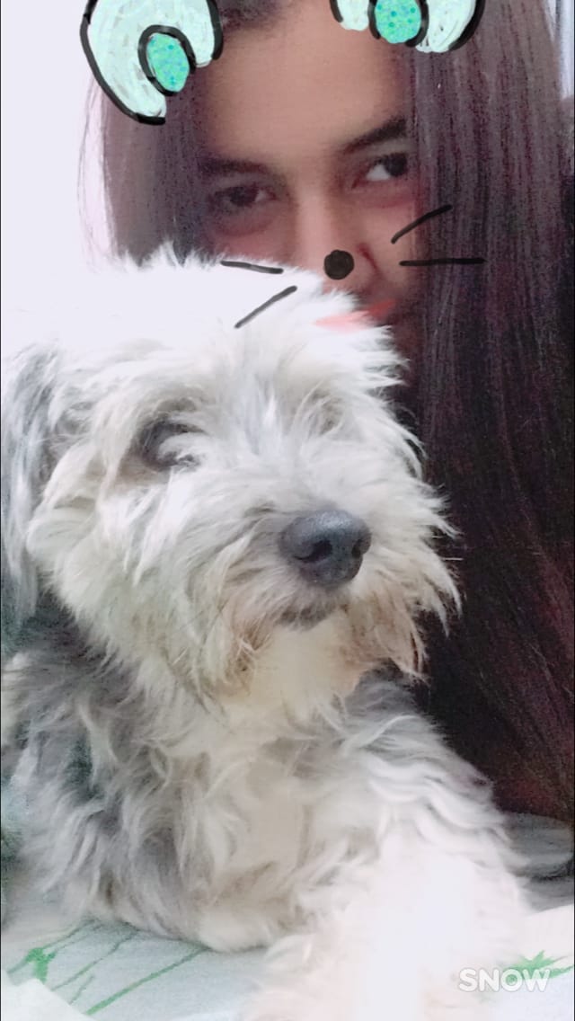 zoldycck's tweet photo. Me chamo Amber, estou com uma hemorragia relacionado a Piometra (o tratamento é fazer a cirurgia) Não estou me alimentando direito, a infecção está me impedindo de andar.

Ajudem no valor que puderem, de 1,00 ajuda!!

https://t.co/7sCz5CJJgG

PIX: (85) 9.99009784 (Banco inter) https://t.co/pEGlmIxKHn