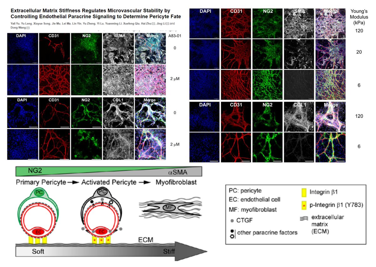 HaoYin20's tweet photo. #MatrixStiffness drives #Pericyte-to-Myofibroblast transition in a microvessel culture model
A role of #EndothelialCell Mechanosensing (Integrinβ1) + TGFβ➡️
#Angiocrine (CTGF)➡️
Fibrotic phenotype of endothelia-associated Pericyte
@atvbahajournals 2023
https://t.co/qIvkZ80HUB https://t.co/9zhxIYlmsB