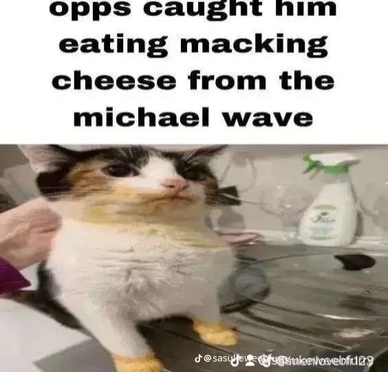TwoShittyVEVO's tweet photo. @NoContextHumans https://t.co/8MMeFiHdsa