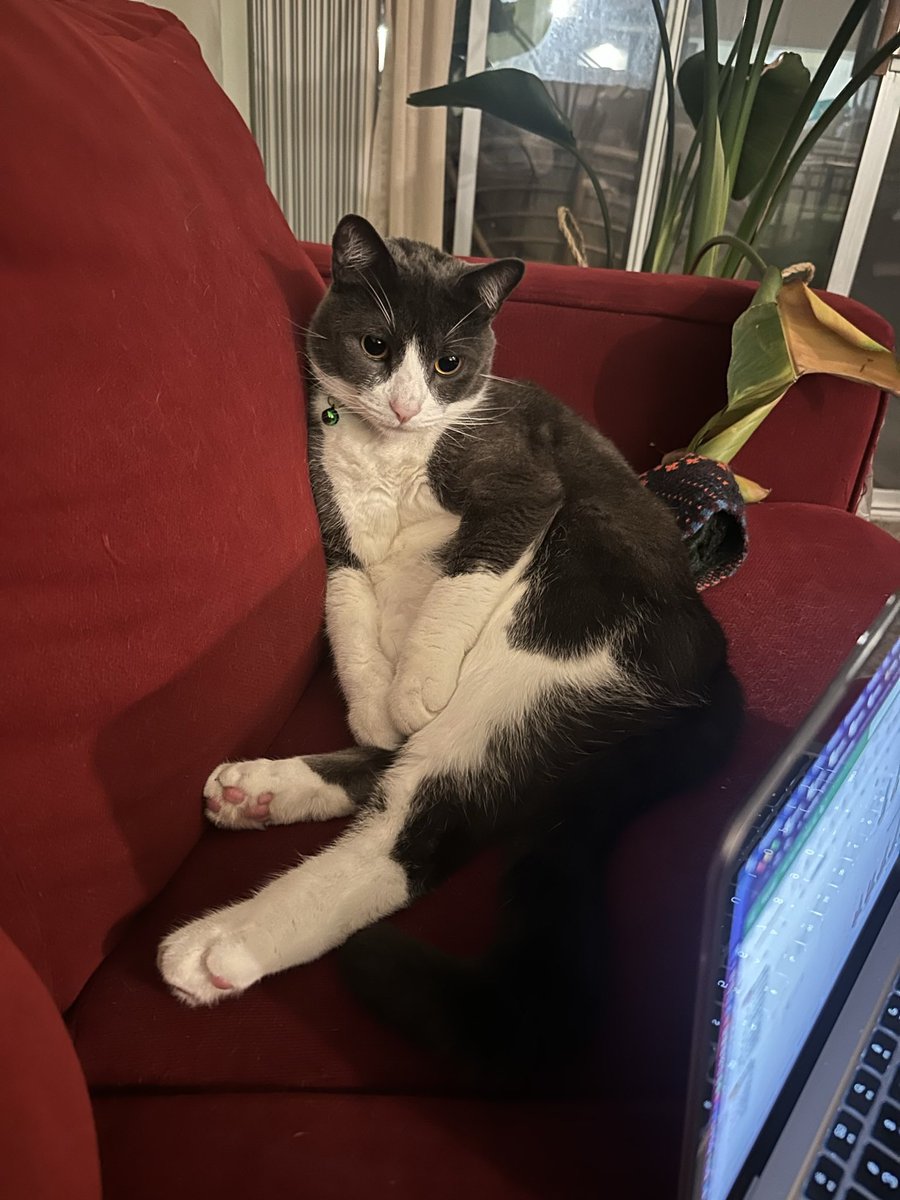 Sheridan Chappelle tweet media