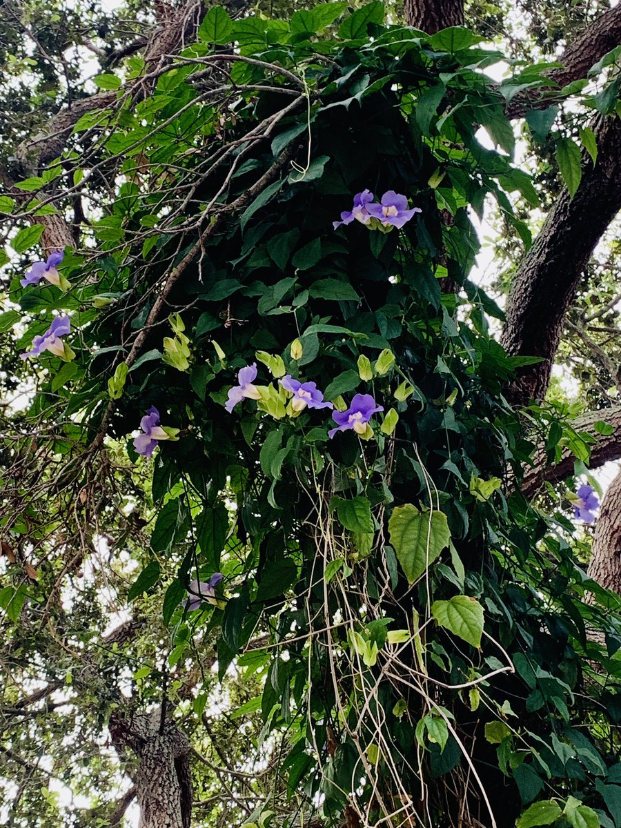 thegardennymph's tweet photo. I planted this Sky Vine from seed and I’m letting it crawl up part of my oak …it gets trimmed yearly, the live oak and the vine …
Sky Vine …Bengal Clock Vine ..Zone 10. Purple sometimes Blue 🪴
#vines #purple #blue #GardeningTwitter #GardeningX #vining #oaks https://t.co/OgLNee7FH7