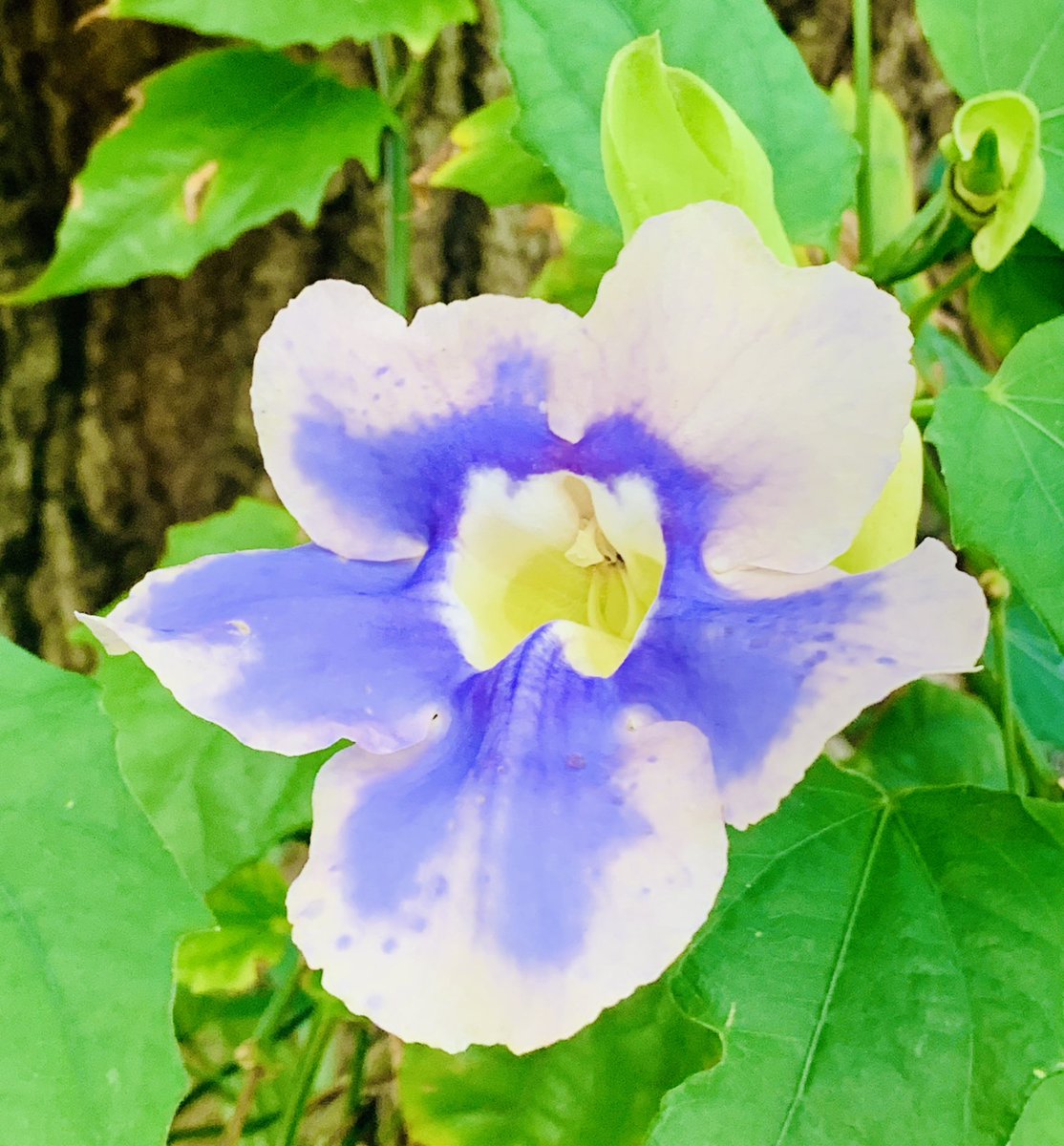 thegardennymph's tweet photo. I planted this Sky Vine from seed and I’m letting it crawl up part of my oak …it gets trimmed yearly, the live oak and the vine …
Sky Vine …Bengal Clock Vine ..Zone 10. Purple sometimes Blue 🪴
#vines #purple #blue #GardeningTwitter #GardeningX #vining #oaks https://t.co/OgLNee7FH7