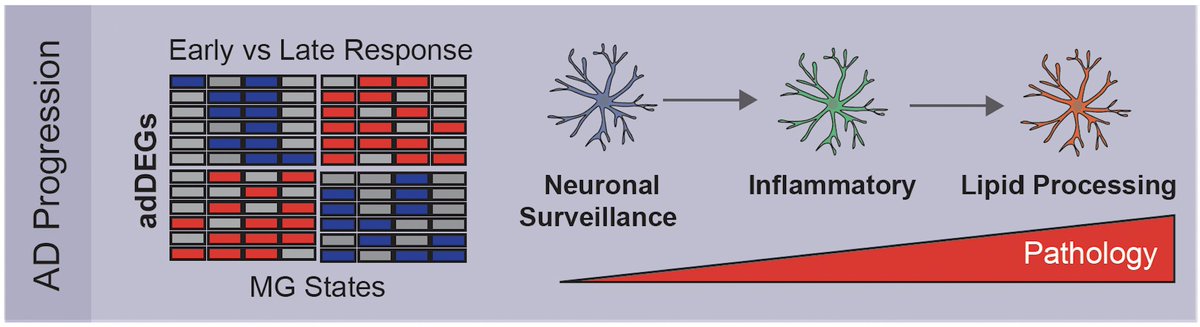Through differential gene expression, we report transcriptional changes of microglial states in a disease-stage specific manner!  

We define the enrichment of microglial inflammatory and lipid processing states, at the expense of surveillance states in the human AD brain!