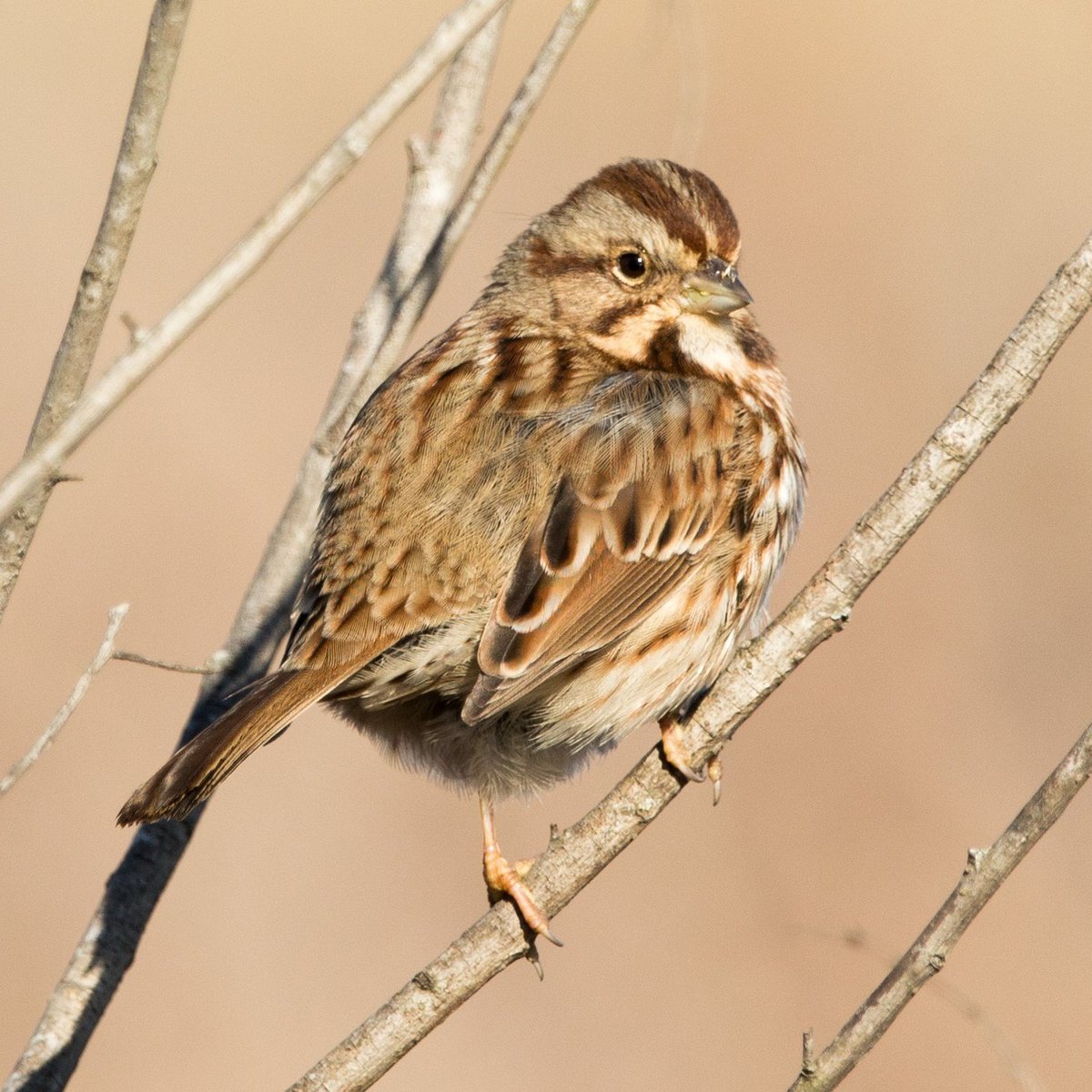 The amount of lead in our environment affects both humans and wildlife, especially birds, like the song sparrow. Why not use lead shot? Check out our website for more info on the benefits of using non-lead equipment through the following link: bit.ly/EffectsofLead