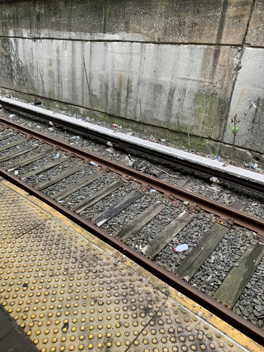 usuallyprets's tweet photo. @MTA cat on the Prospect Park northbound S tracks https://t.co/S3M5OvrAOT