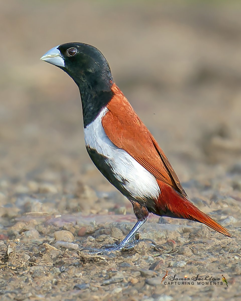 In all fairness to it, the #TricolouredMunia's name needs a change. It has 4 colors
#IndiAves #birdphotography #BBCWildlifePOTD #birdwatching #BirdsOfTwitter #nature #birdphotography #ThePhotoHour #BirdsofIndia #birdwatching #twitterbirds #birdpics #Asianbirds #surajpur #birding
