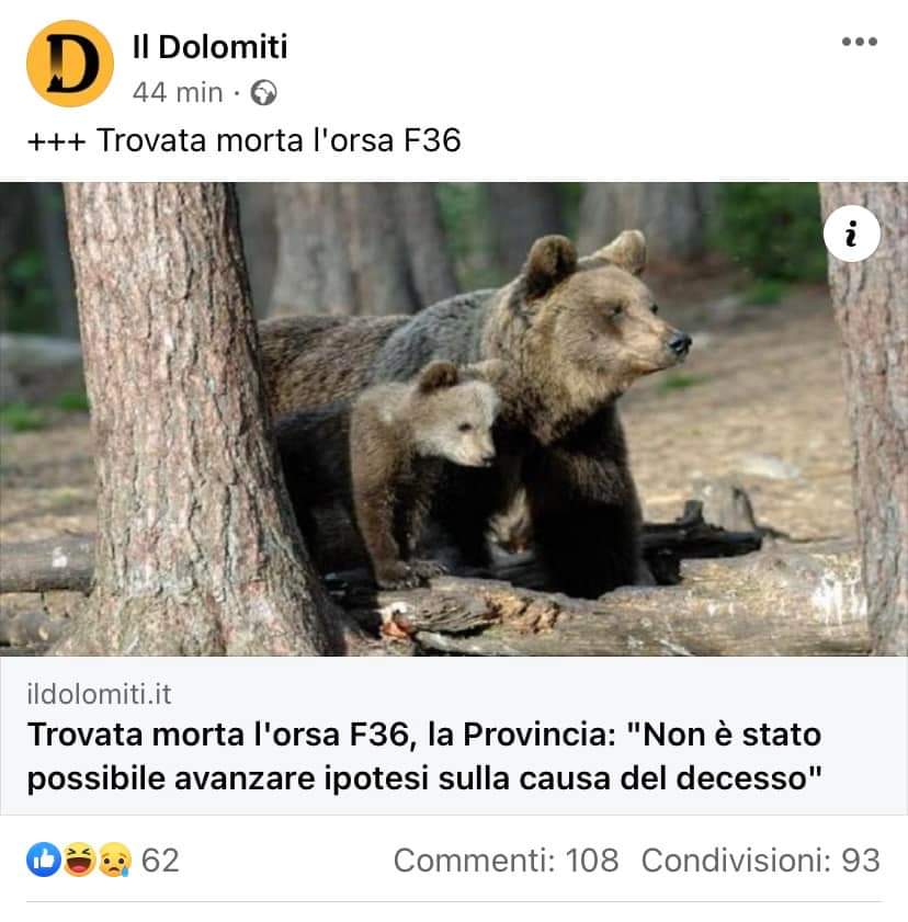 doctormabuse18's tweet photo. #Orsa #F46 trovata "suicidata" e naturalmente "nessuna correlazione", nessun nesso con #Fugatti. In #Trentino gli #orsi si eliminano da soli... https://t.co/dnpYaGFUAp