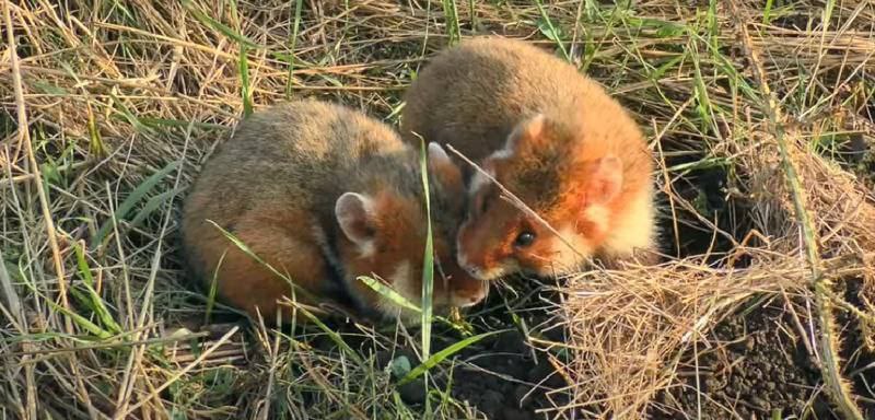 TS_Ukrain's tweet photo. 🐹 #Scientists successfully reintroduced #Red_Book hamsters to the #Odesa steppes, saving them from near-extinction.
Odesa Regional State Administration, Rewilding Ukraine, and Kyiv Zoo are working to establish a stable population. https://t.co/j7oubXOSKs