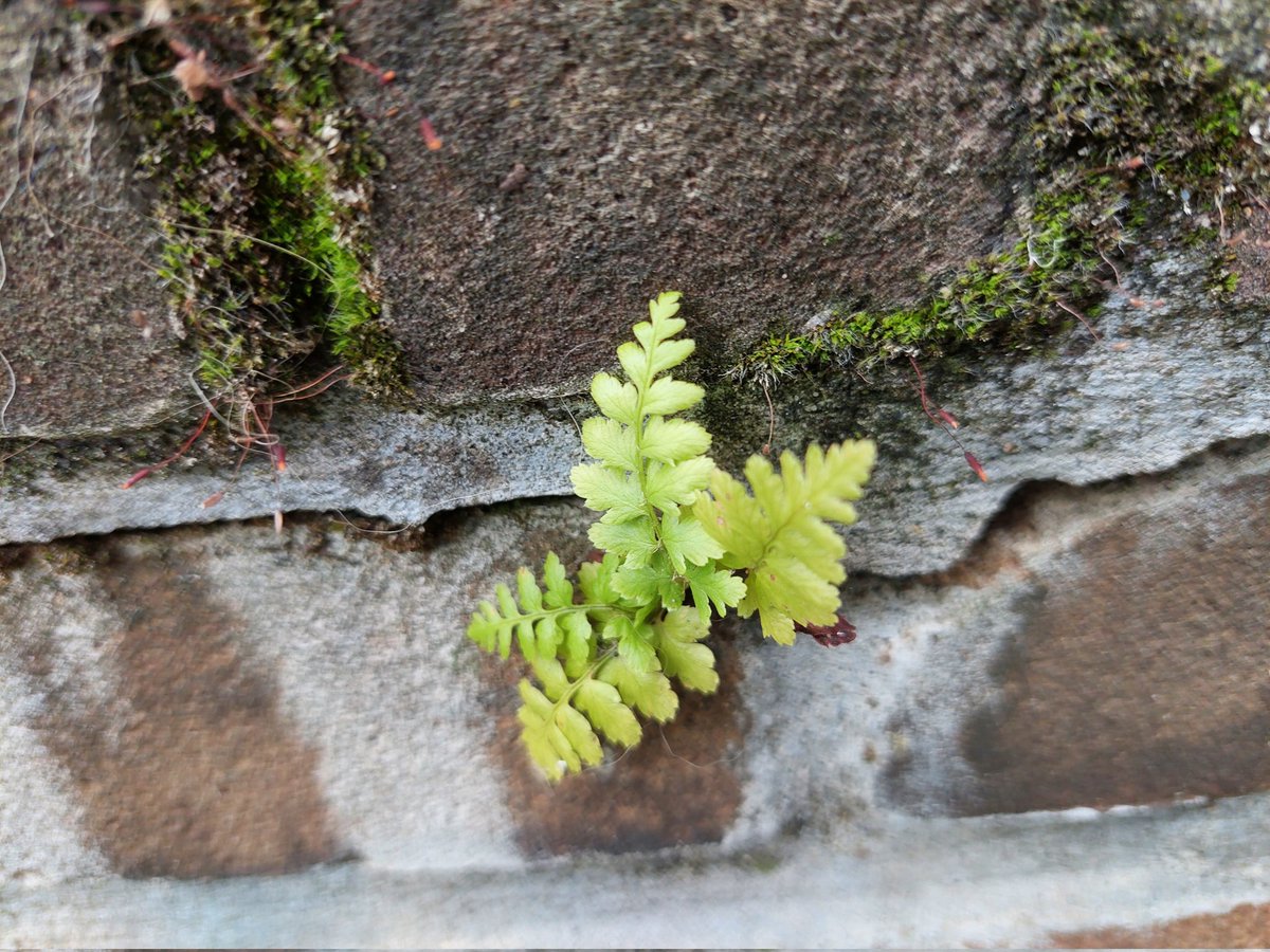 Vandaag de twee jaarlijkse inventarisatie muurplanten afgerond. De hotspots zijn de Peperstraat en de visbanken waar verschillende bijzonder soorten voorkomen.<a href="/michelk/">Karlaé Michel</a> <a href="/GemeenteGouda/">Gemeente Gouda</a> @Ruud_Bakker @GertOlbertijn <a href="/FloraNederland/">Flora van Nederland</a>
