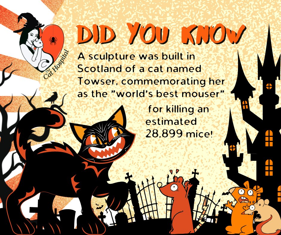 Frightening Feline Fact: Towser, the resident mouser at Glenturret Distillery in Crieff, Scotland from 1963 until her death in 1987, holds the Guinness World Book of Records title of ‘world mousing champion.'
tinyurl.com/yeykjc42
#CatsofTwitter #Halloween