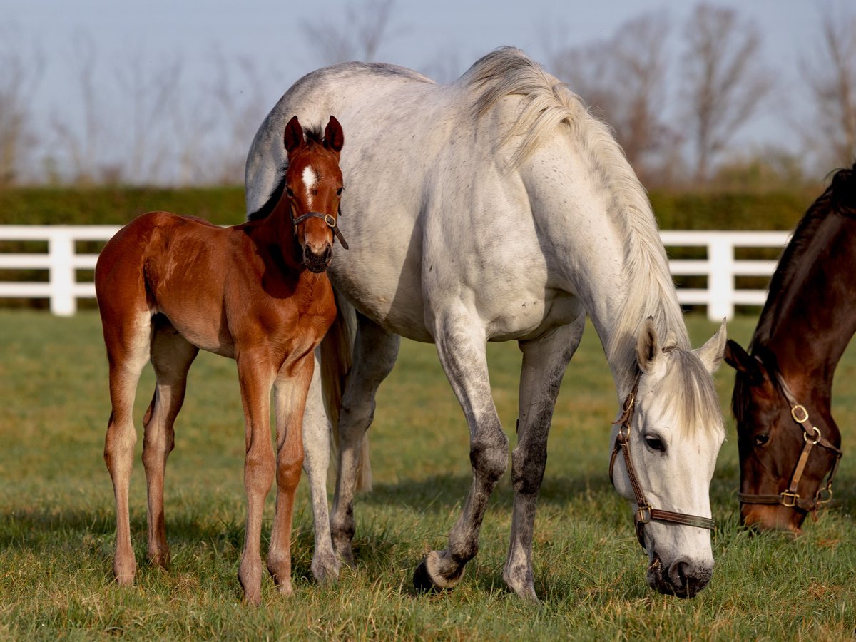 AgaKhanStuds's tweet photo. ๐ฅ #Candala wins going away @fgchantilly to break her maiden in style, having placed third on debut last month!
By Frankel, she is out of dual Gr.2 winner #Candarliya and is a half-sister to Stakes performer Carini.
She is the third 2yo winner this week for the Aga Khan Studs. https://t.co/HKAXXOnrv4