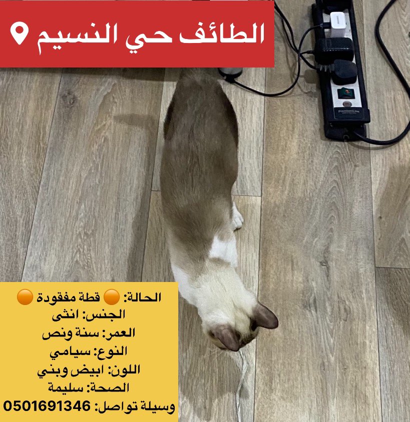 missingpetscare's tweet photo. الحالة: #قط_مفقود 
#الطائف 
المكان: حي النسيم 
الجنس: انثى
التفاصيل في الصور
وسيلة تواصل: 0501691346
#قطط_الطائف #قطط_مفقوده #الطايف_الآن 
@cat_taif @taif_cat_ 
@happypawsksa @StoppIttt 
@soundsoul369 @ftomy2021 @MissingCat4  @Catpeopleksa @aad_fs @Candle310 @helah_abdullah @smaljohani @Bnota1886 @cats2017_ @resqueingcats @amaal94_  @sos_cat_sa @lostnfound_sa 
 @Merciful_team @Happy_rescues
