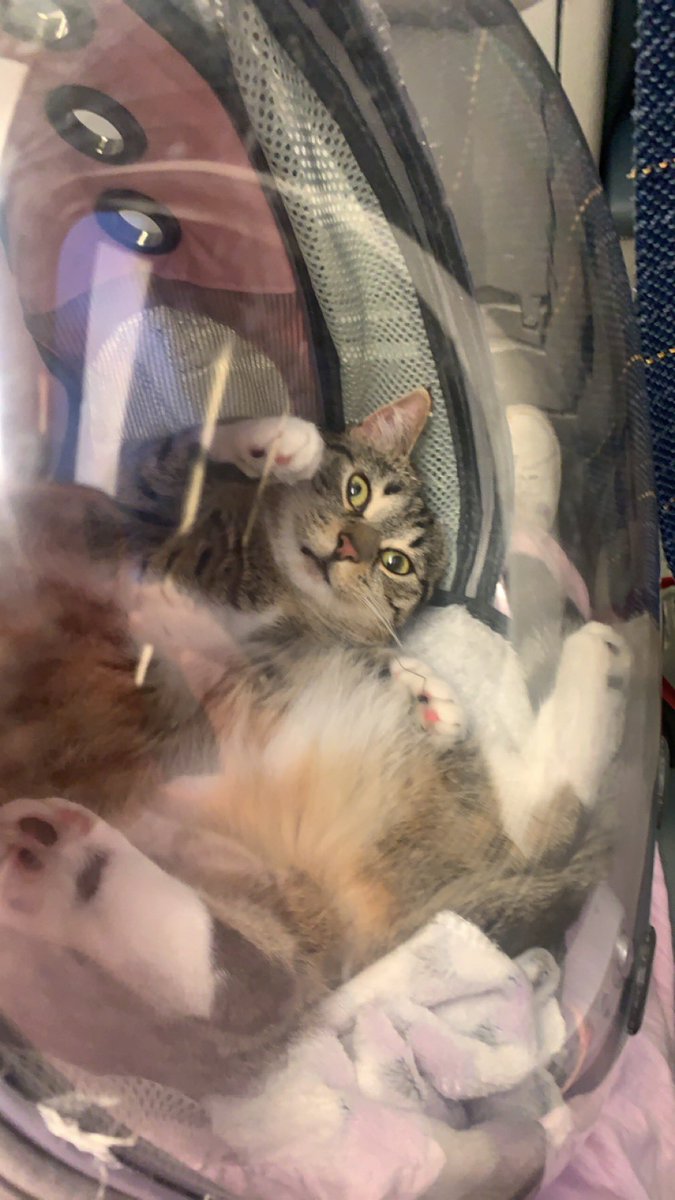 raspberrycat_'s tweet image. me in mine bagpag… 🎒🫧 I went on an “trane” . do not worrey , I made shor to meow a lot evem affter I hade mine spechial “chill oute” medicimes (from the vete) 🥰🥰🥰 sorrey @Amtrak pasengurs 💕💕