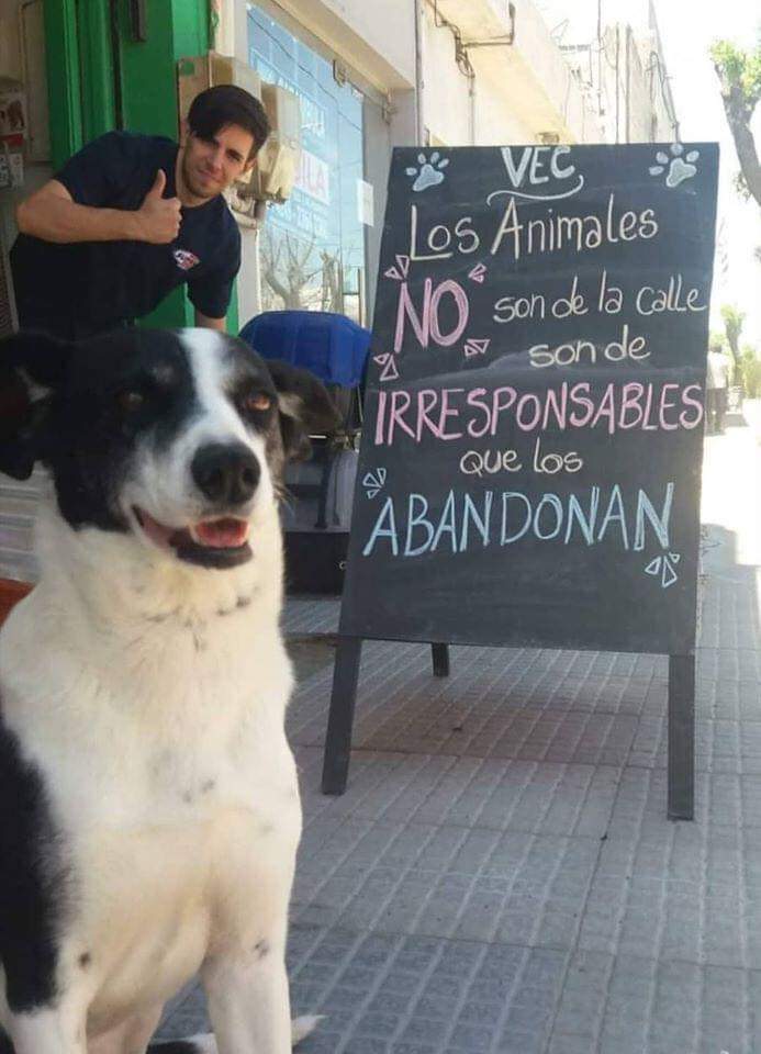 VIBRAmascotas's tweet photo. Ellos no pidieron estar en la calle, si ves uno ayúdalo! 
#rt #felizJueves https://t.co/IJ8MrYdlCl
