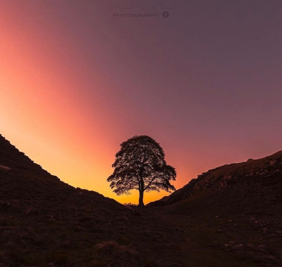 VisitNland's tweet image. Incredibly sad news this morning as @NlandNP
has confirmed that the famous Sycamore Gap tree was deliberately felled overnight. They have asked the public not to visit the site. See more northumberlandnationalpark.org.uk/sycamore-gap-u…

📷: wrightsaycheesephotography #sycamoregap #visitnorthumberland