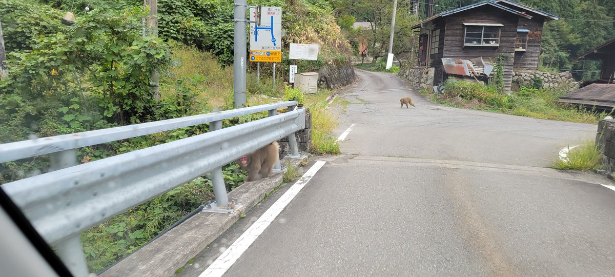 tetsu56_ndc's tweet photo. かろうじてわかる道で遭難レベルな登山…🙄
威嚇する猿…🐒
何もない山頂…🏔

ハチとかヘビとか…今回はサバイバルすぎる…🫠

早く帰りたい😴 https://t.co/Nhpqt9ThnB