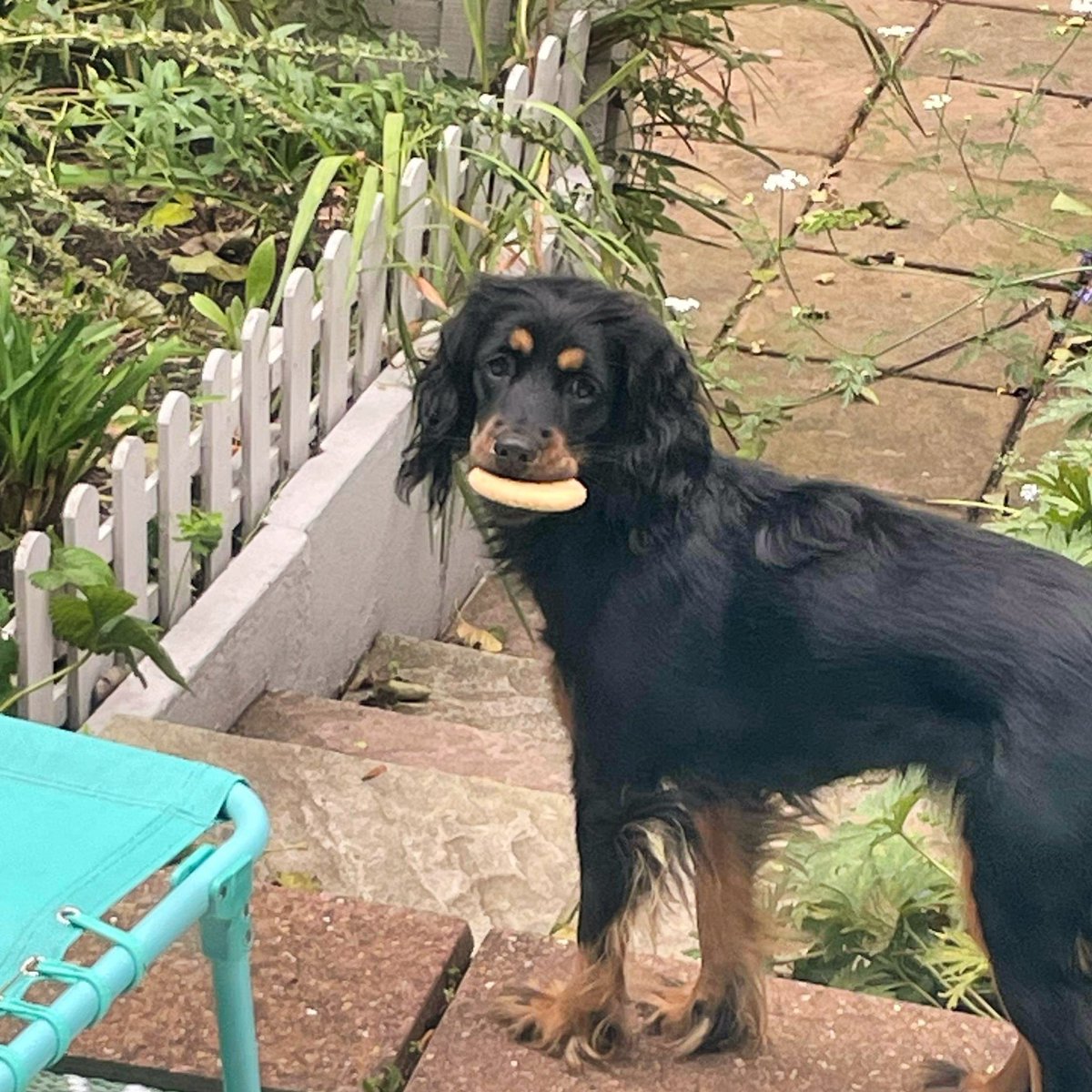 App Aria had hid a cookie in the garden and later when lounging on the sofa inside she saw through the window a 🐿️ sitting on the fence nibbling away on the cookie she’s hidden. 😂 15 sec later she is out looking for her cookie in the pots. 😭🥹🤣❤️😂 #rescuefun