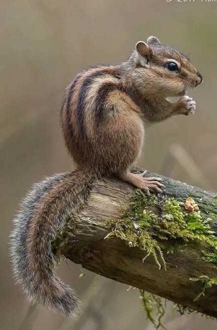 sshakelove's tweet image. ❀; Bom dia, me dê bom dia ou sofra as graves consequências.

P.S: Comecei muito mal hoje, acabei de sair da consulta e descobri que tenho problema na coluna. Disseram que esquilopraxia resolve, mas tenho medo de arrancarem minha cabeça fora [ 🥹 ].