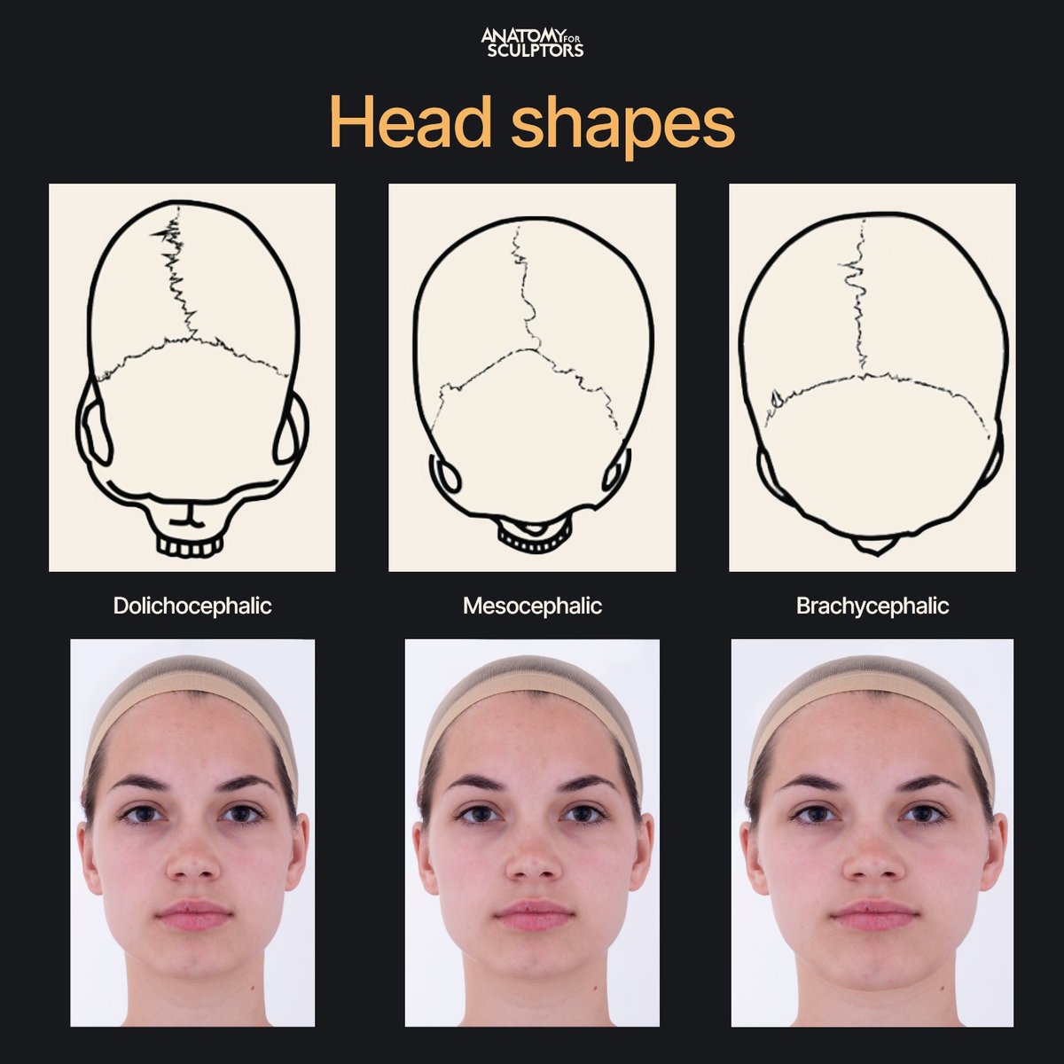 Head shapes vary due to the different forms of the skull. The three ...