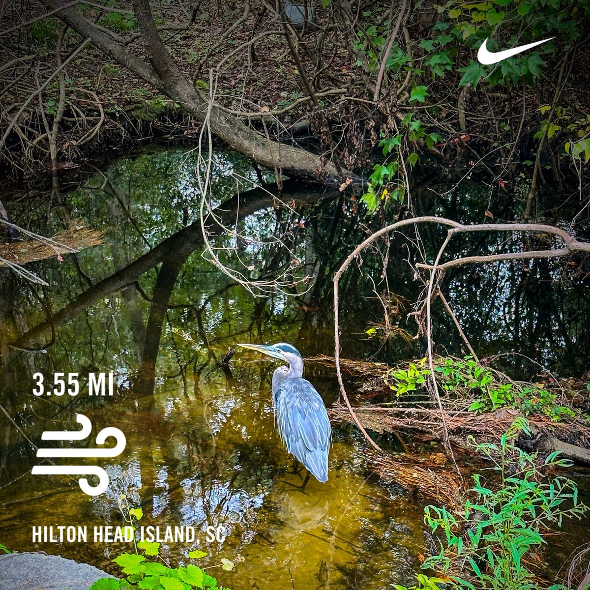 levelbest's tweet photo. Morning run. Windy. Didn’t want to do it. Did it anyway. #runICOT #runDisney #DopeyChallenge https://t.co/9wMlJ4PwLz