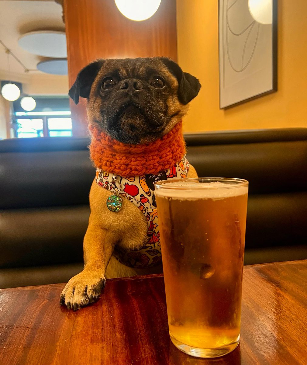 Dog Furiendly tweet media